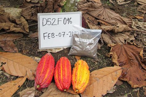 Journey through cocoa crops in Colombia | ClimaLoCa