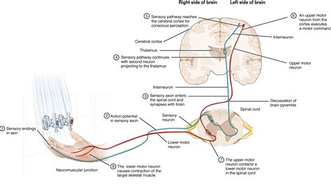 Nervous Tissue Diagram