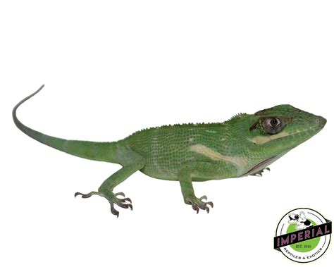 Cuban Knight Anole For Sale - Imperial Reptiles – IMPERIAL REPTILES ...