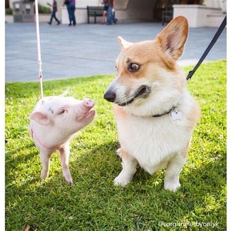 Baby Pig With Dog / Special thanks to oskar & xanthippe. | PicturesDestination