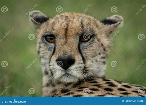 Close-up of Cheetah with Ears Pinned Back Stock Image - Image of grassland, africa: 155291681