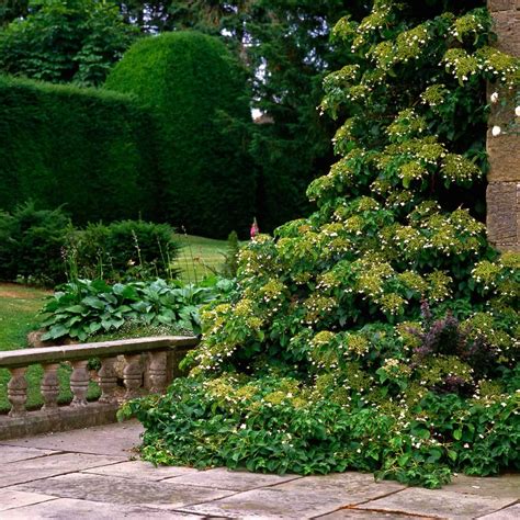 Climbing hydrangea care 🍃 🌼 A guide to flourishing vines