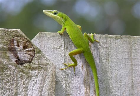 Green Anole - Institute of Food and Agricultural Sciences - University ...