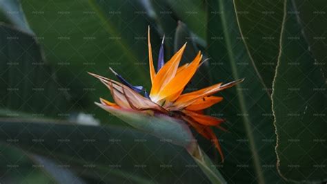 Beautiful Nature Plant Of Strelitzia Flower - Stock Photos | Motion Array