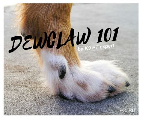 The dewclaw, also called the first digit, can be found on the inner ...