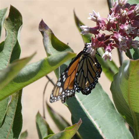 Butterfly News – Biodiversity Conservancy International, Biodiversity