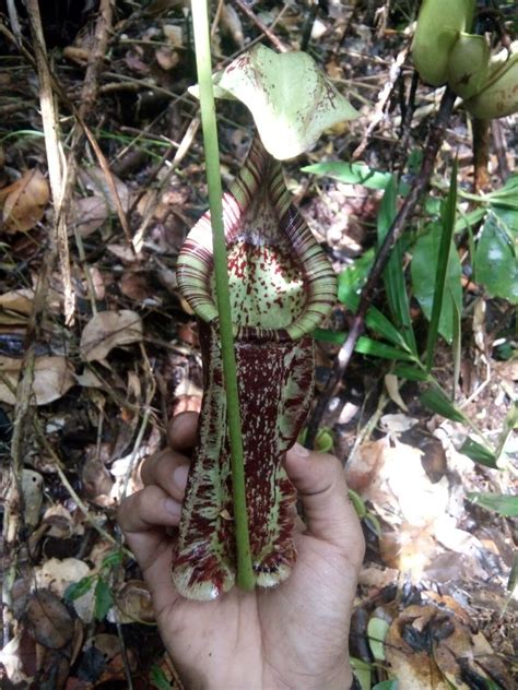 Cagar Alam Muara Kendawangan Menjadi Rumah - Ditjen Konservasi Sumber ...