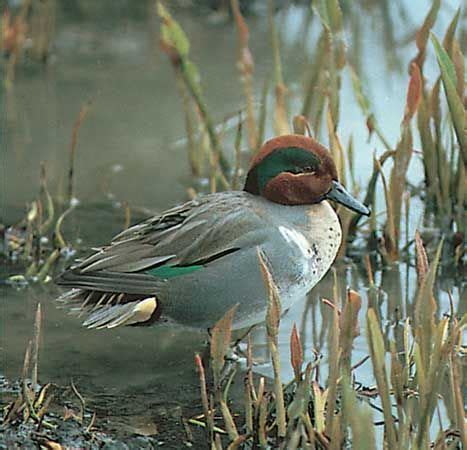 Teal | Migratory, Waterfowl, Wading Bird | Britannica