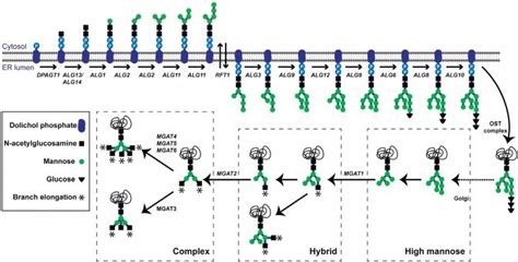 Simplified scheme of the N-glycosylation pathway. N-Glycosylation is ...