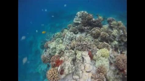 Biomes and Climate Change Project: Coral Reef - YouTube