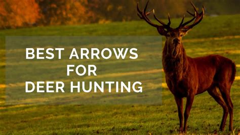 8 Best Arrows For Deer Hunting: 2024 Updated