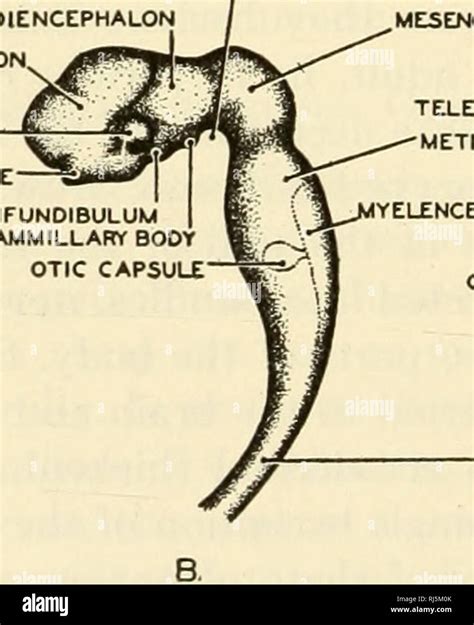 Metencephalon hi-res stock photography and images - Alamy