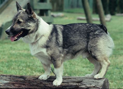 Such Good Dogs: Breed of the Month--Swedish Vallhund