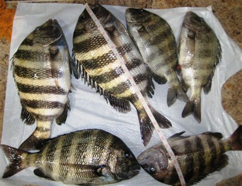 Grilled Whole Sheepshead Fish Recipes | Dandk Organizer