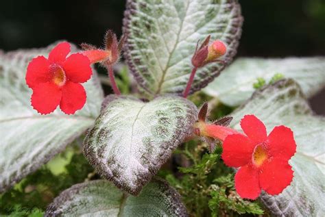 Episcia 'Chocolate Soldier'- Plants or stolens are available.