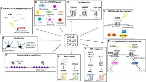 Frontiers | Overview of the Mechanisms that May Contribute to the Non-Redundant Activities of ...