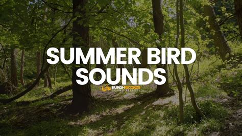 Bird Sounds | Nature Birds Noises | Royalty Free Sound Effect - YouTube