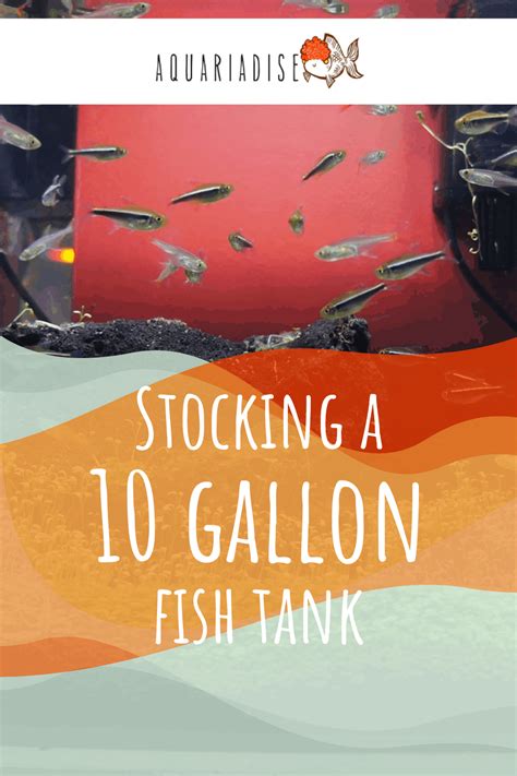 Stocking A 10 Gallon Fish Tank: The Basic How-to Guide