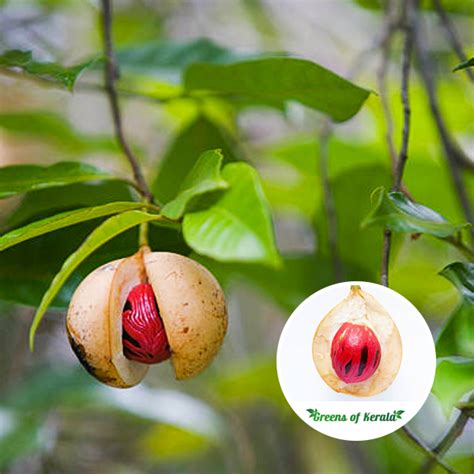 Buy Nutmeg / Jaadhika (Bud) Fruit Plant | Greens Of Kerala