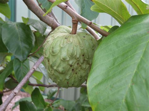 Cherimoya White Tree - Annona cherimoya