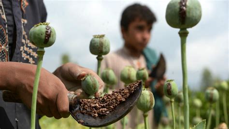 Global opium and cocaine production at record highs, UN report says