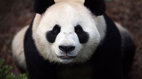 Panda Eyes Wallpapers - Top Free Panda Eyes Backgrounds - WallpaperAccess