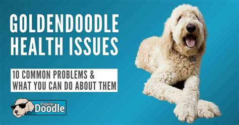 Goldendoodle Health Issues: 10 Common Goldendoodle Health Problems to ...