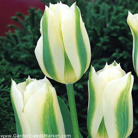 Tulipa Spring Green - Tulip Spring Green - 5 bulbs – Garden Seeds ...