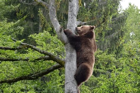 Bear Climbing Tree: A Majestic Sight of Nature's Strength and Agility - Goldsport