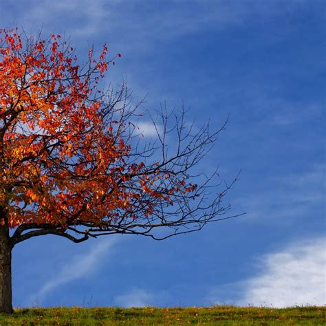 Tree red Leaves at Fall free image download
