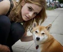 petfashionUSA.blogspot.com: emma watson with pet