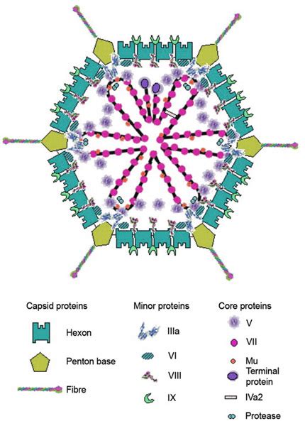 Introduction of Adenovirus : SignaGen Laboratories, A Gene Delivery ...