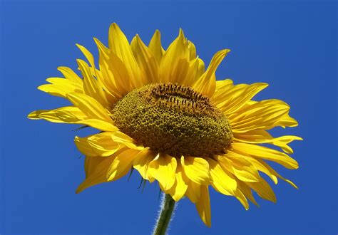Plik:Sunflower from Silesia2.jpg – Wikipedia, wolna encyklopedia