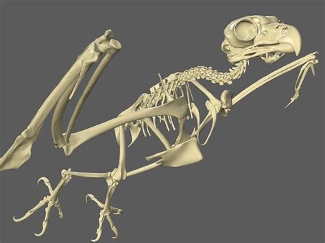 3D model Owl Skeleton VR / AR / low-poly | CGTrader