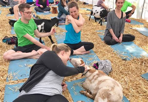 Get Your Goat: It's Time for Yoga | Fear Free Happy Homes