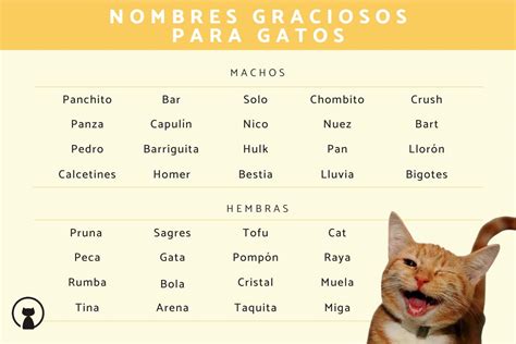 20 nombres cortos y originales para gatos y gatitas | Mascotario