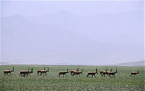 Saving the Tibetan antelope | WWF