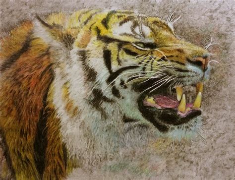 Tiger, Angry on Behance