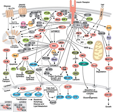 Kinase Signaling Pathways | Cell Signaling Technology