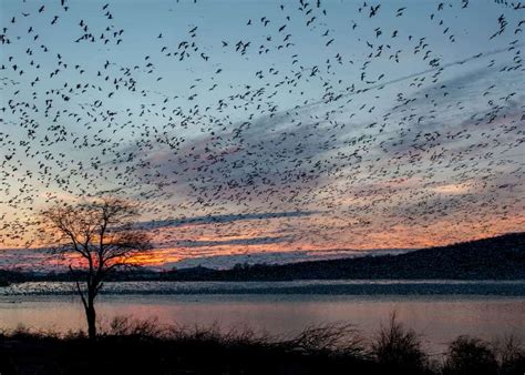 Tips for Seeing PA's Middle Creek Snow Geese Migration - Uncovering PA