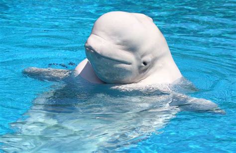 Facts About Beluga Whales | Live Science