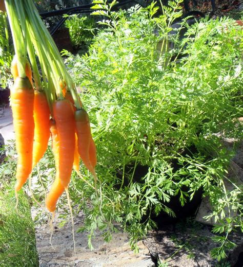 Container planting - How to grow carrots in a small space | Edible ...