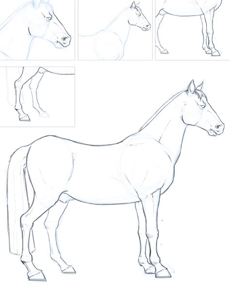 How To Draw A Horse Step By Step Instructions