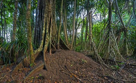 Playing Hide and Seek with the Nicobar Megapode | Roundglass | Sustain