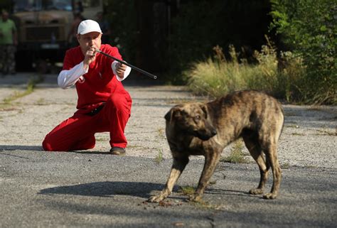 The radioactive dogs of Chernobyl | New York Post