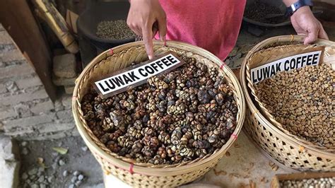 3 Reasons Why You Shouldn't Drink Luwak Coffee | Intrepid Travel Blog