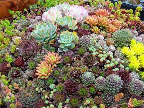 Pin di Alexandrine A.D. La Citerne Vi su [ Inspiration | Succulents ] | Paesaggio succulente ...