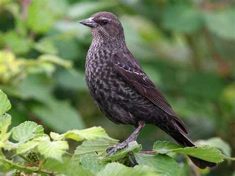 Navigating this ENDANGERED EARTH w/Missy Rhoades in EVST1043: Tricolored Blackbird (Agelaius ...