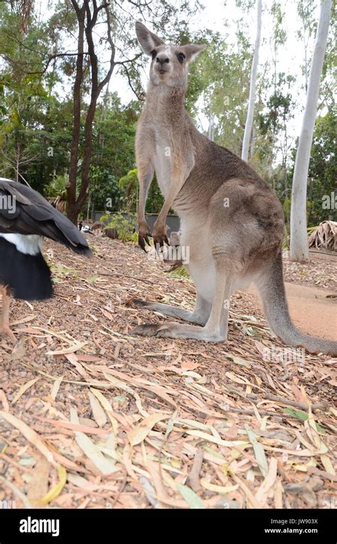 Magnetic island wildlife Stock Photo - Alamy