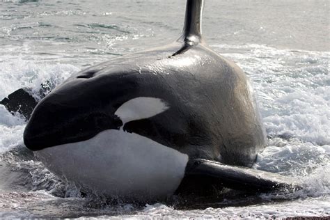 orcas | Wild Orca: Genetic study shows orcas are more than one species Orca Whales, Humpback ...